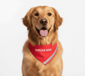 Service Dog Bandana