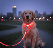 LED Service Dog Collar 